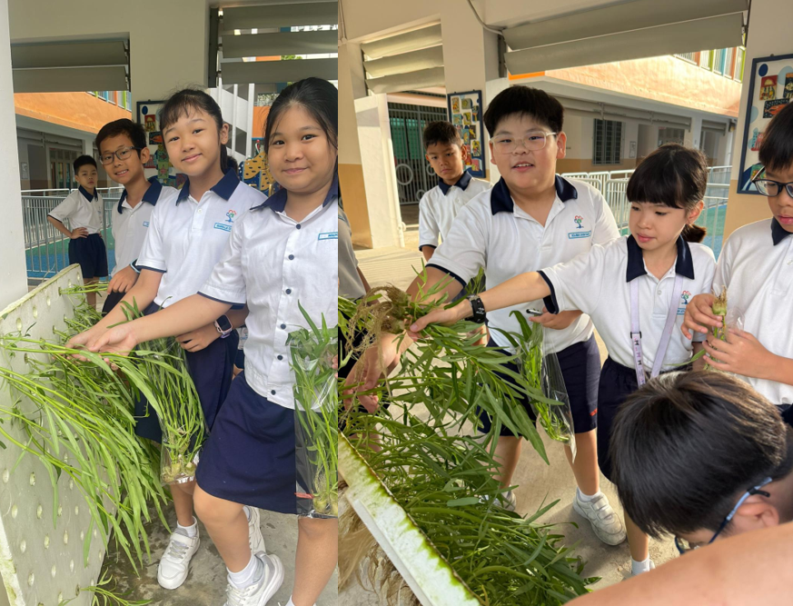 Students harvesting vegetables as part of their hands-on experience as an urban farmer, contributing to a sustainable future. 